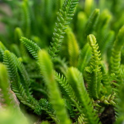 Helsinki botanik garden