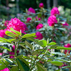 Haaga Rhododendron Park