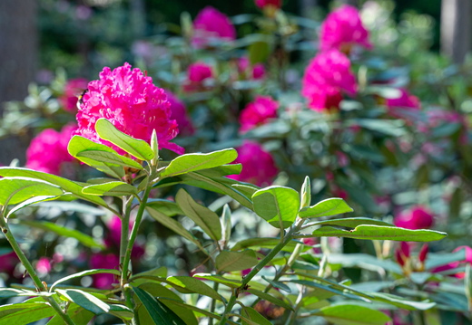 Haaga Rhododendron Park