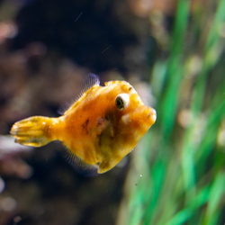 Oceanarium Helsinki 2022