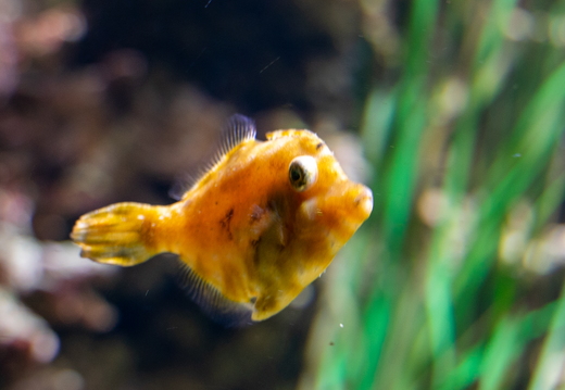 Oceanarium Helsinki 2022