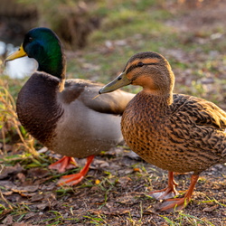 Malmi Part walk 2022