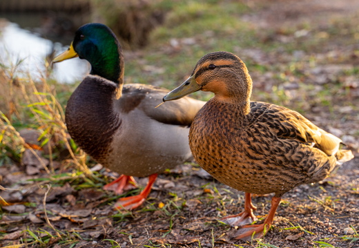 Malmi Part walk 2022