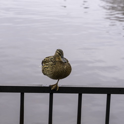 Tsentral'nyy Park Kul'tury I Otdykha Im. Kirova 2022