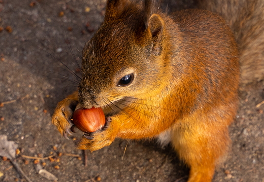Primorskiy Park Pobedy 2022