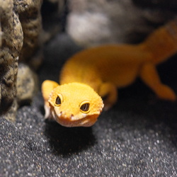 Lizards home report 2021