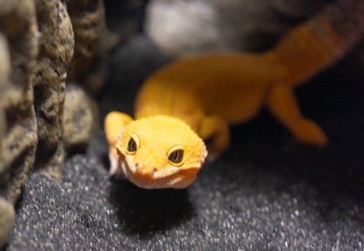 Lizards home report 2021